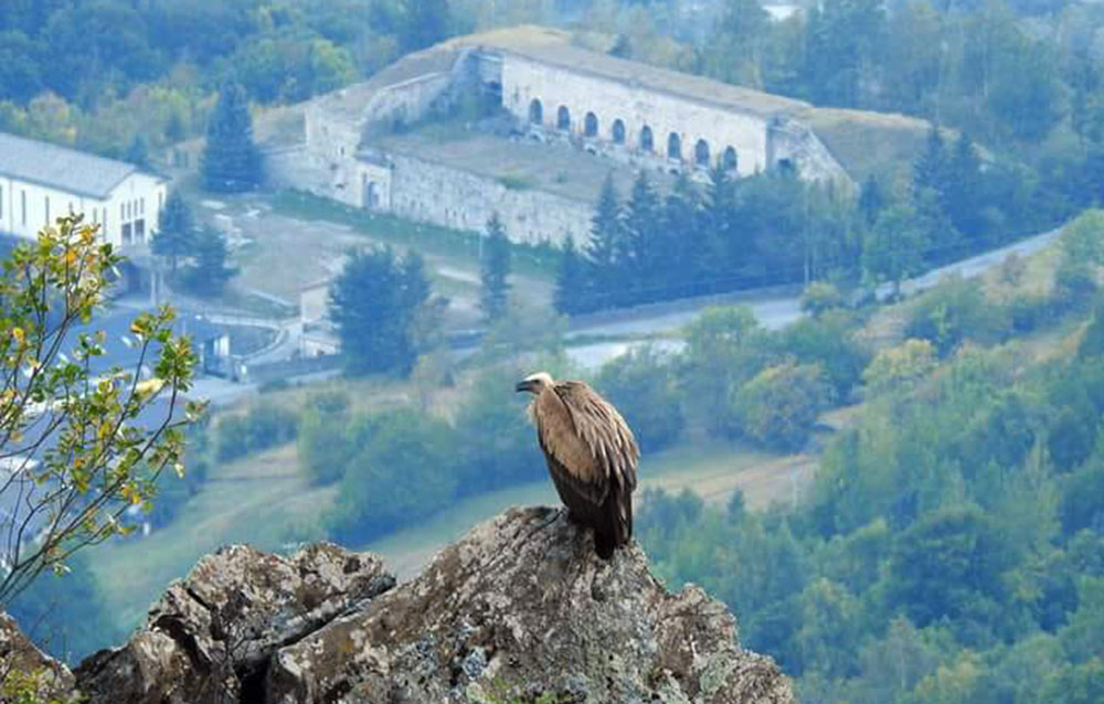 Grifone di guardia al forte di Fenil... (Stella Faure)